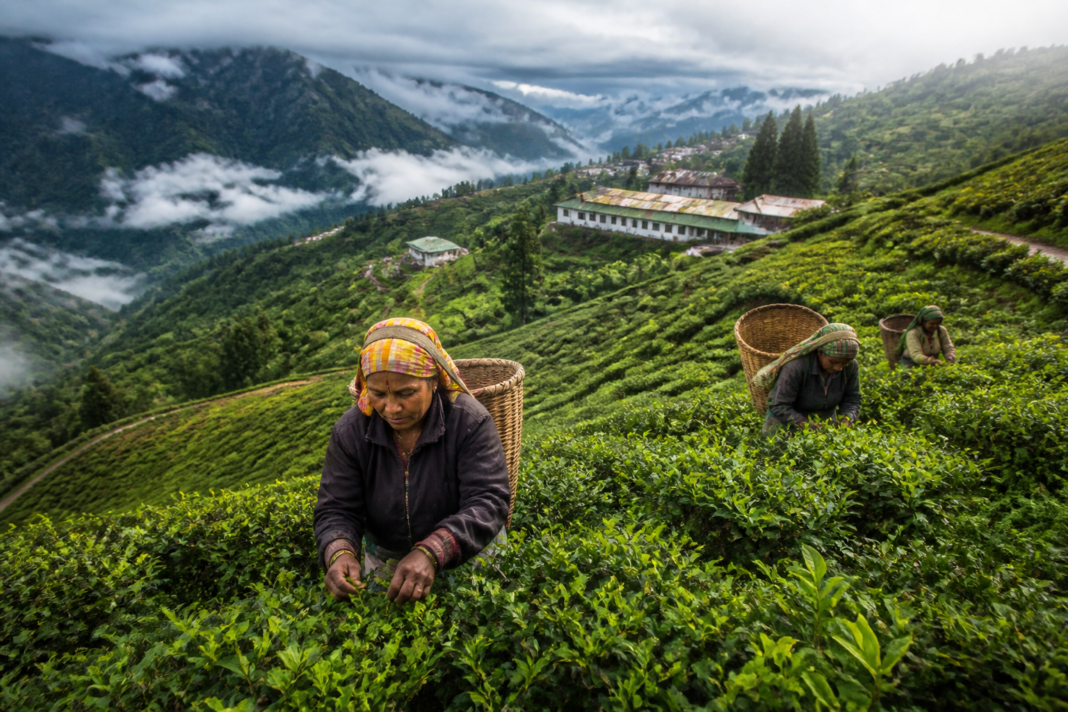 Darjeeling Tea exports and tea workers at a hillside plantation in West Bengal