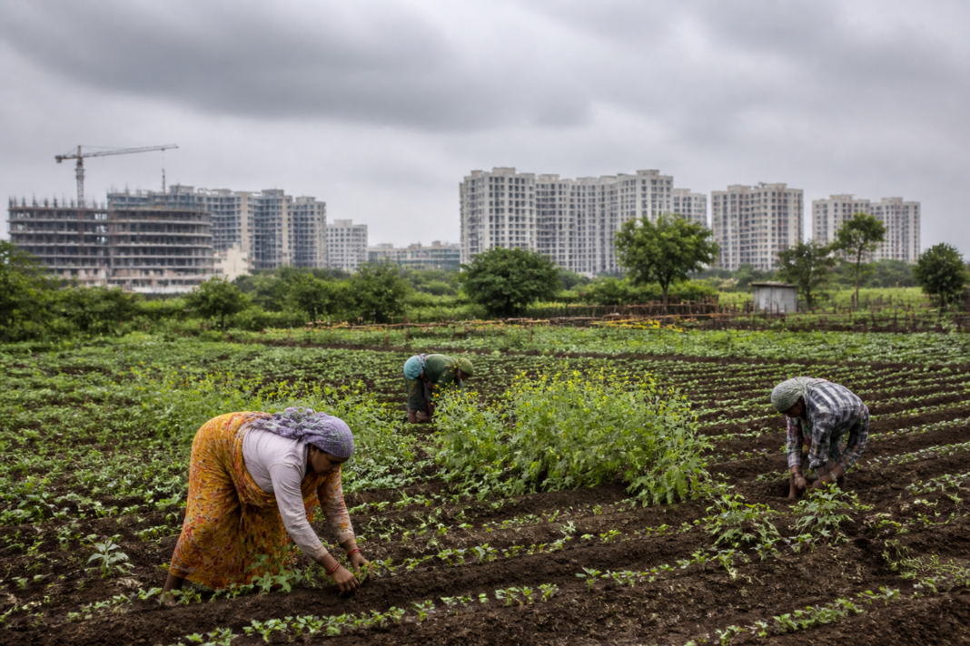 Telangana vegetable cultivation fields near Hyderabad facing pressure from urban expansion