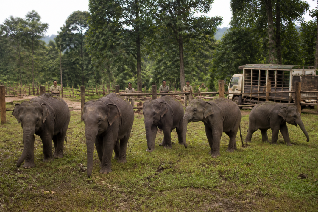 Assam elephants being considered for transfer to Tamil Nadu temples