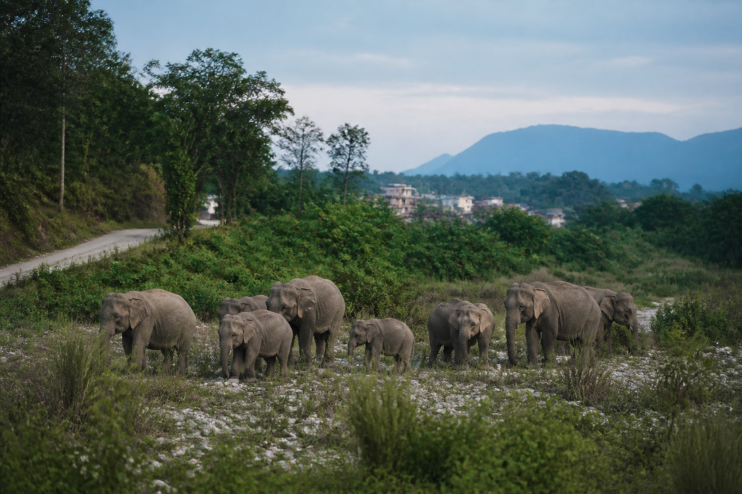 Elephant herd near Siliguri moving through forest near the Bagdogra range