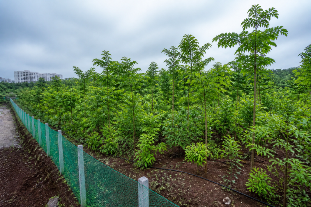 Nashik Miyawaki urban forest growing on a restored Devlali dump yard