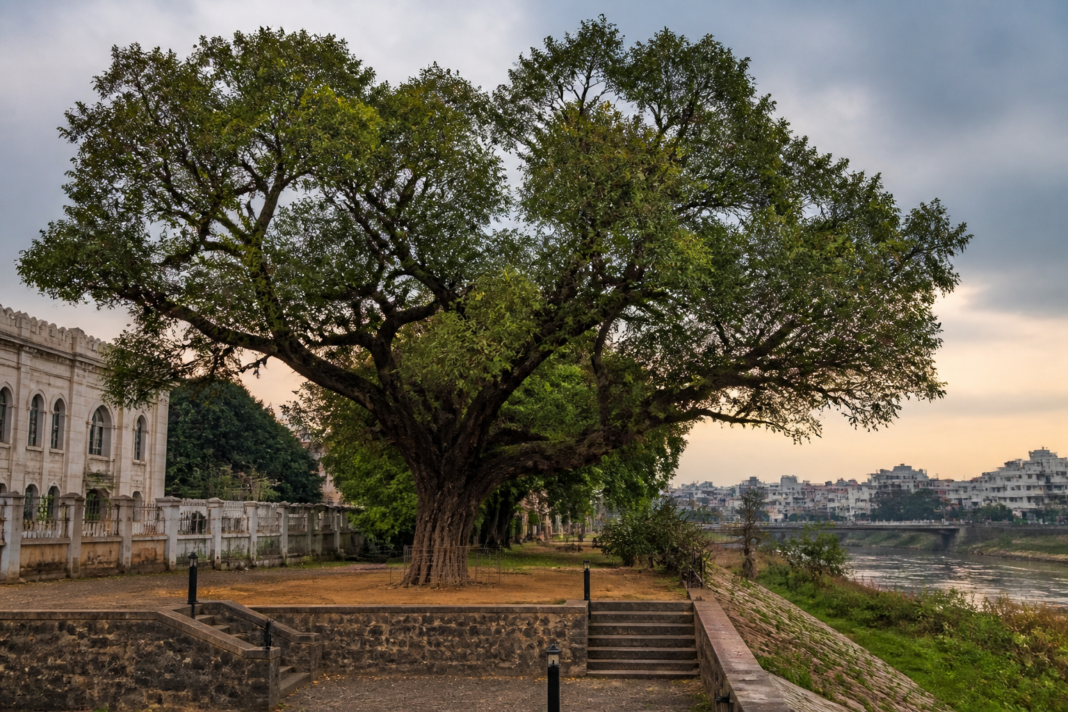 Musi flood tree near Hyderabad’s Musi River, linked to survivors of the 1908 flood