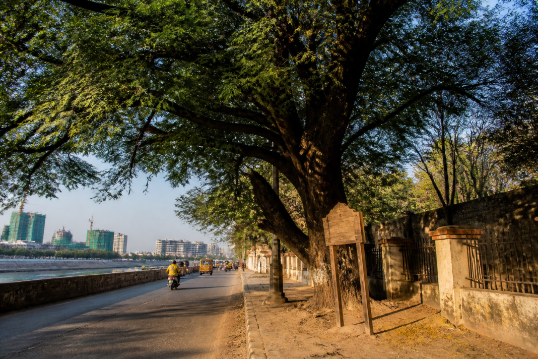 Musi flood tree near Osmania General Hospital in Hyderabad, a historic tamarind tree linked to the 1908 flood