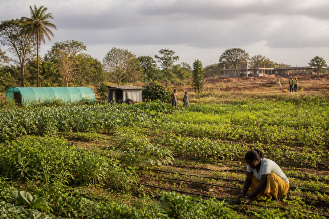 Auroville Annapurna Farms farmland facing an eviction dispute over a proposed sustainability campus