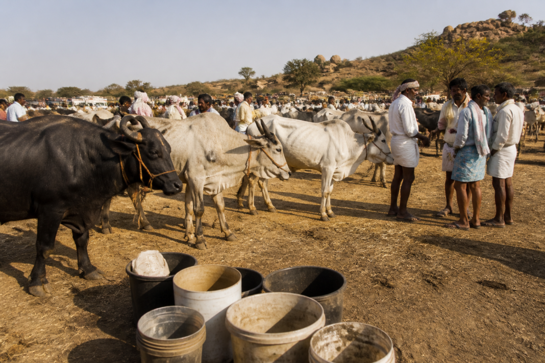 Andhra Pradesh drought pushes farmers to sell cattle at Anantapur market