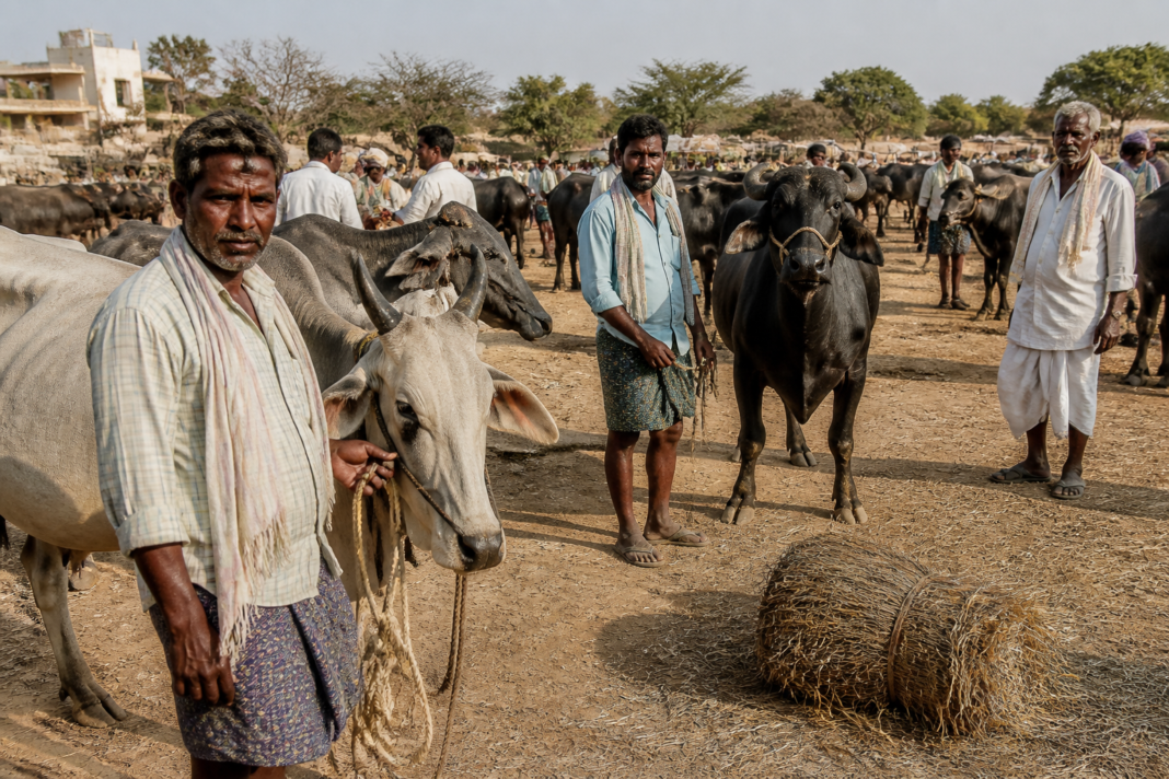 Anantapur drought leaves farmers selling cattle at a rural livestock market