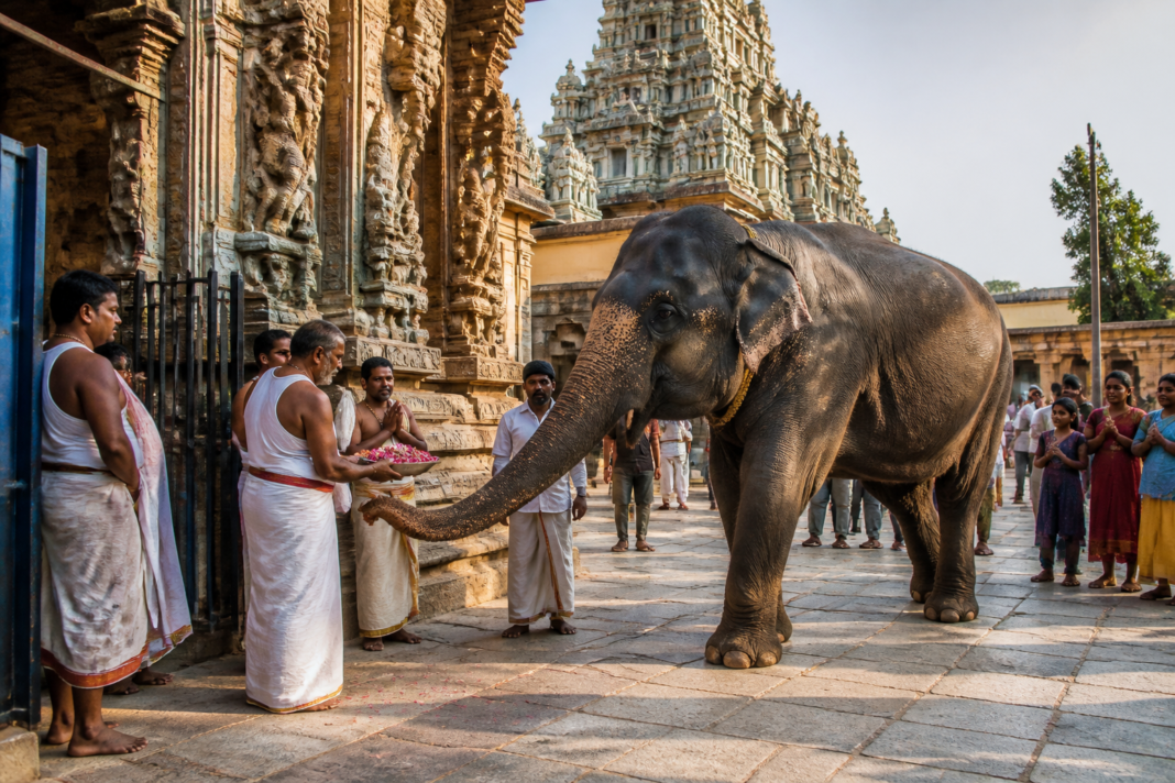 Durga elephant arriving at Madurai Meenakshi Temple after transfer from Assam