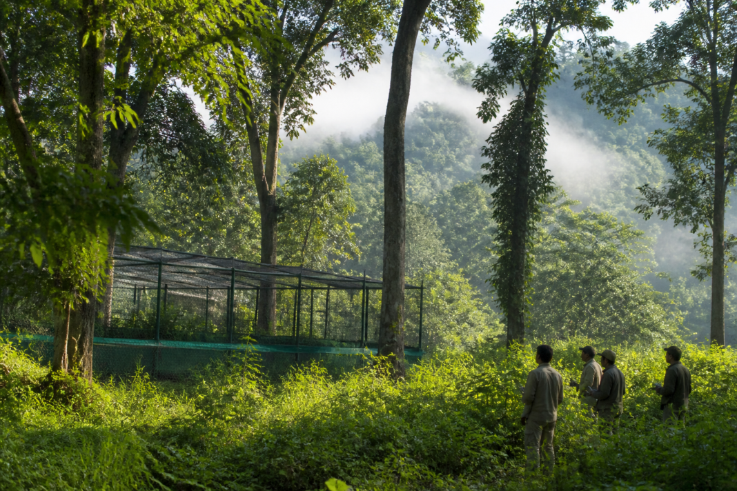 Buxa Tiger Reserve forest landscape linked to a planned tigress translocation
