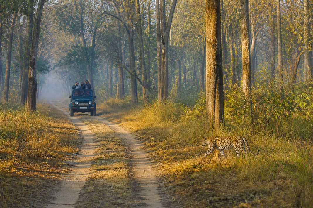 Pilibhit leopard safari forest landscape planned for managed leopard habitat