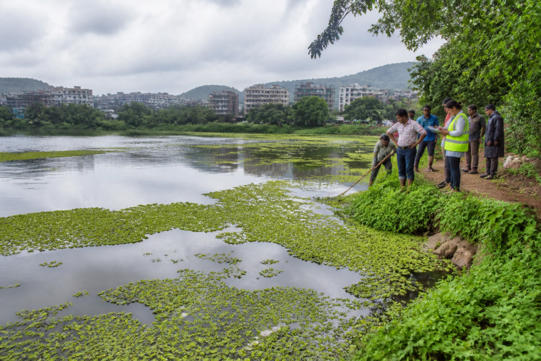 Wadale Lake restoration with floating invasive weed and civic ecological work in Panvel