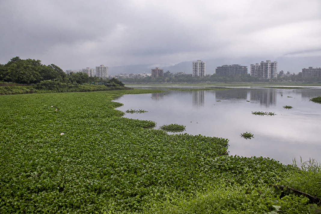 Panvel Wadale Lake covered with aquatic weeds during a biological weed-control project