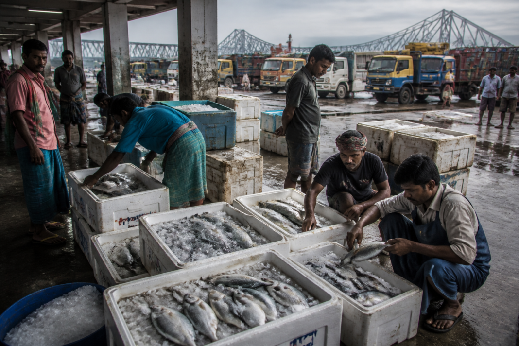 Hilsa exports to Bangladesh moving through a fish market and cross-border supply chain