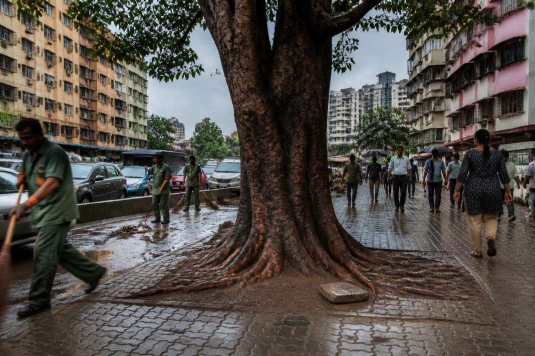 Mumbai tree collapse risk near a concretised roadside with limited open soil around the trunk