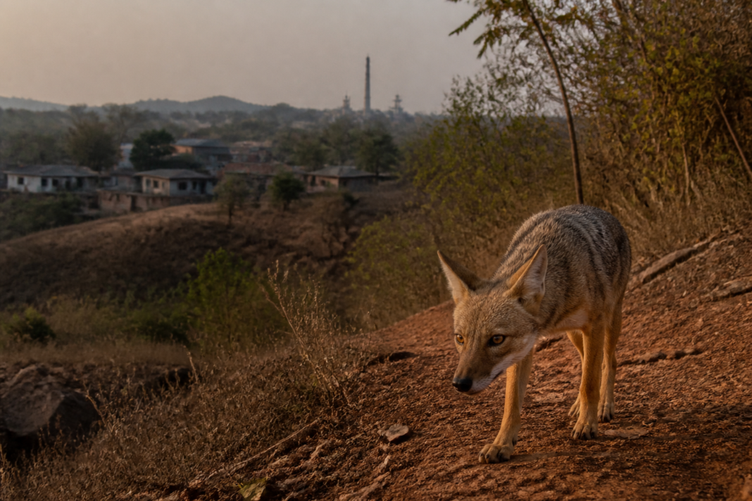 Bengal fox compensation policy linked to wildlife conflict in Purulia