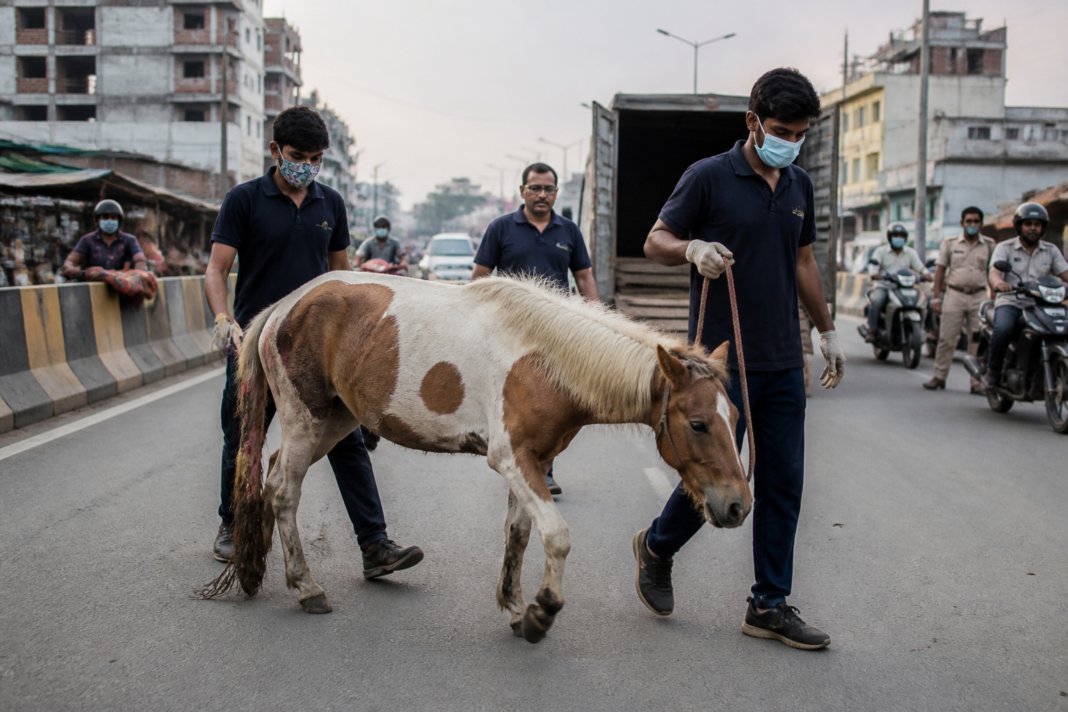 Kharagpur pony rescue after a limping pony was removed from traffic for veterinary care
