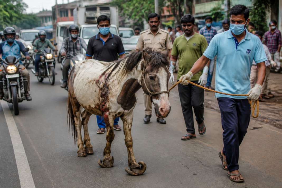 Kharagpur pony rescue after an injured pony was found limping through traffic