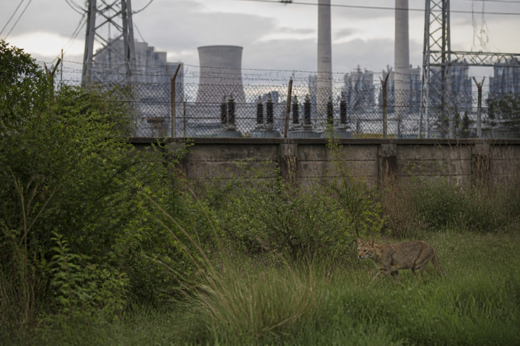 Greater Noida leopard sighting near the NTPC plant's wooded area