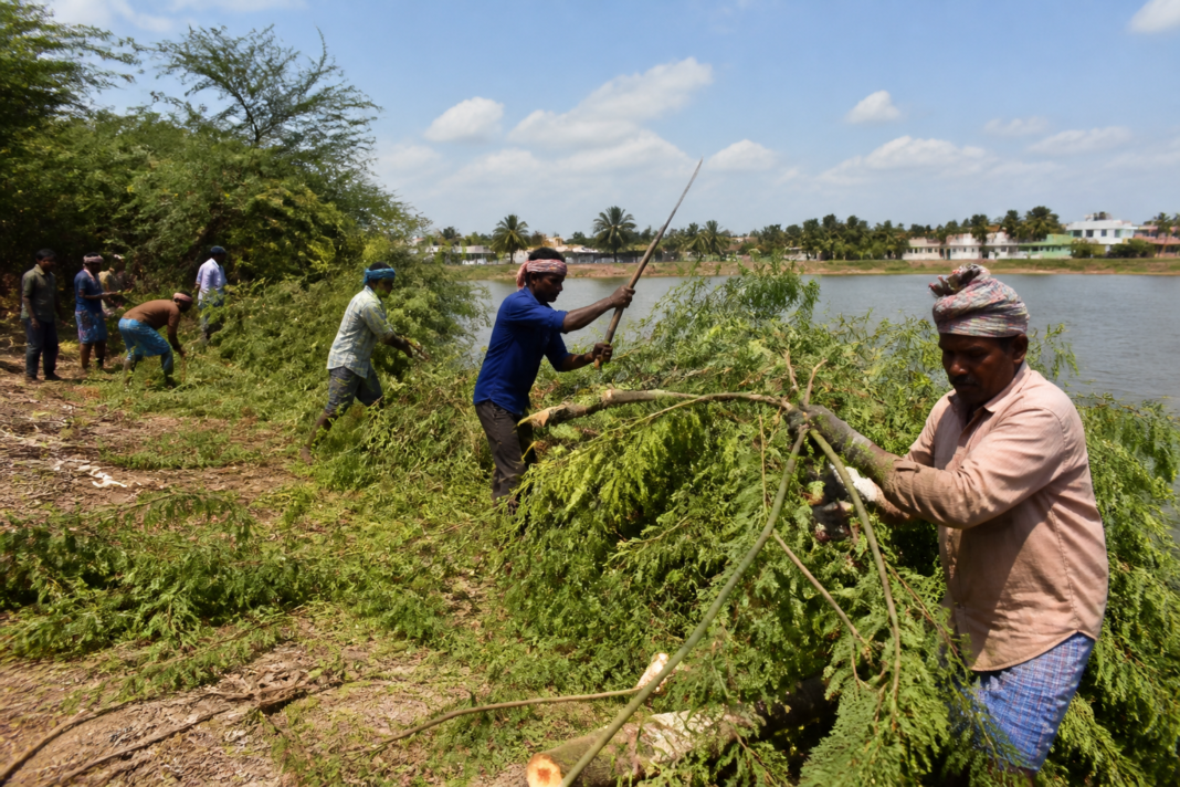 Seemai Karuvel tree removal work near a Tamil Nadu water body