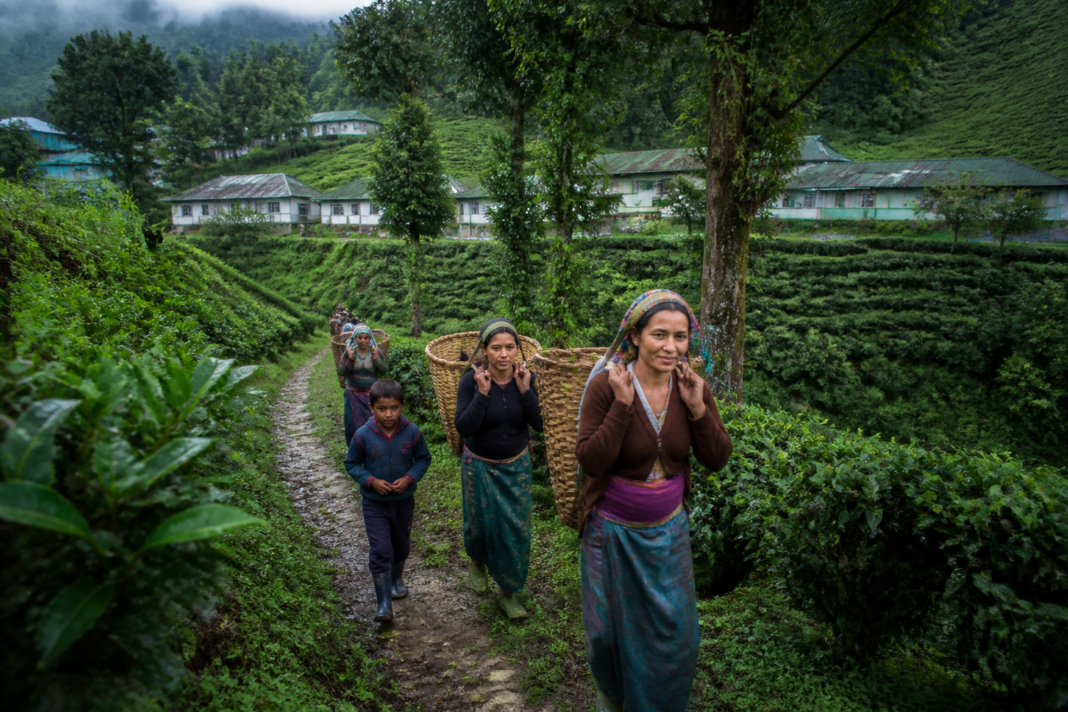 North Bengal tea workers walking through a tea estate after a ₹313 crore welfare allocation.
