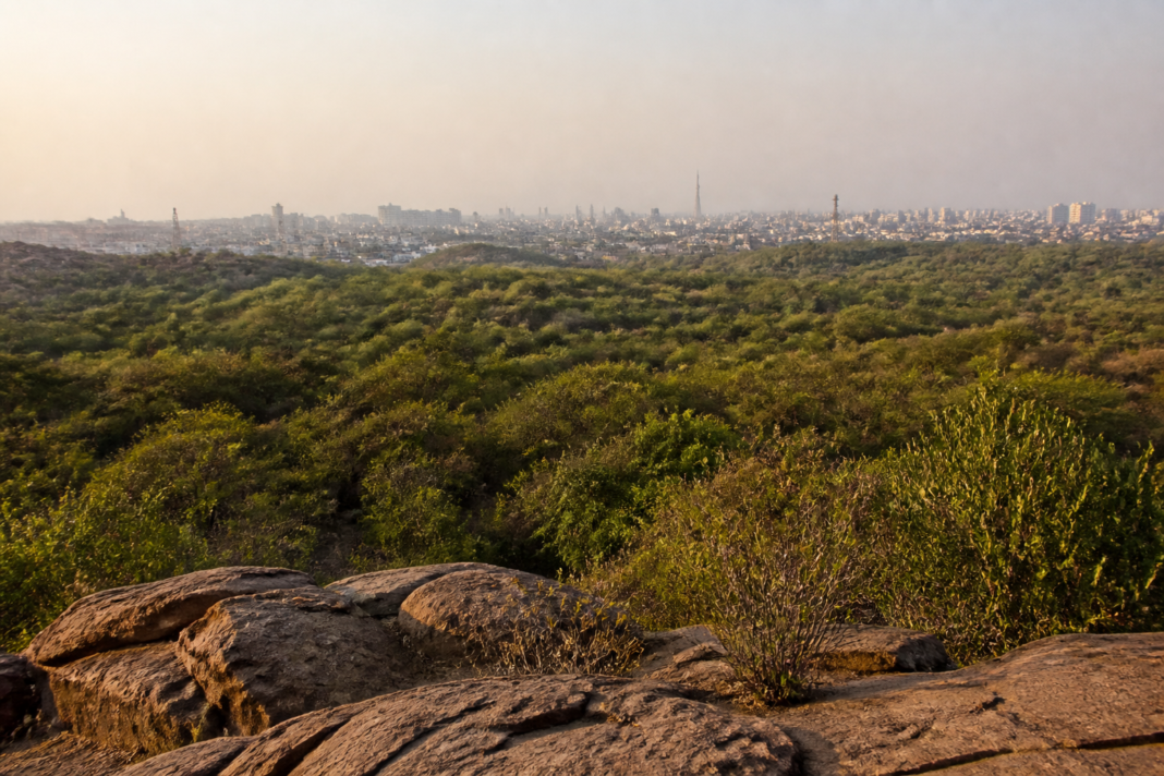 Delhi Southern Ridge landscape with native vegetation and protected forest terrain under an overcast sky.