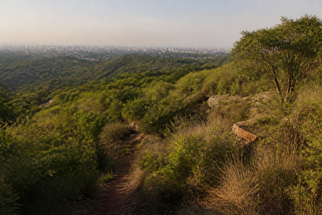 Southern Ridge Reserved Forest landscape in Delhi with native vegetation and urban development beyond