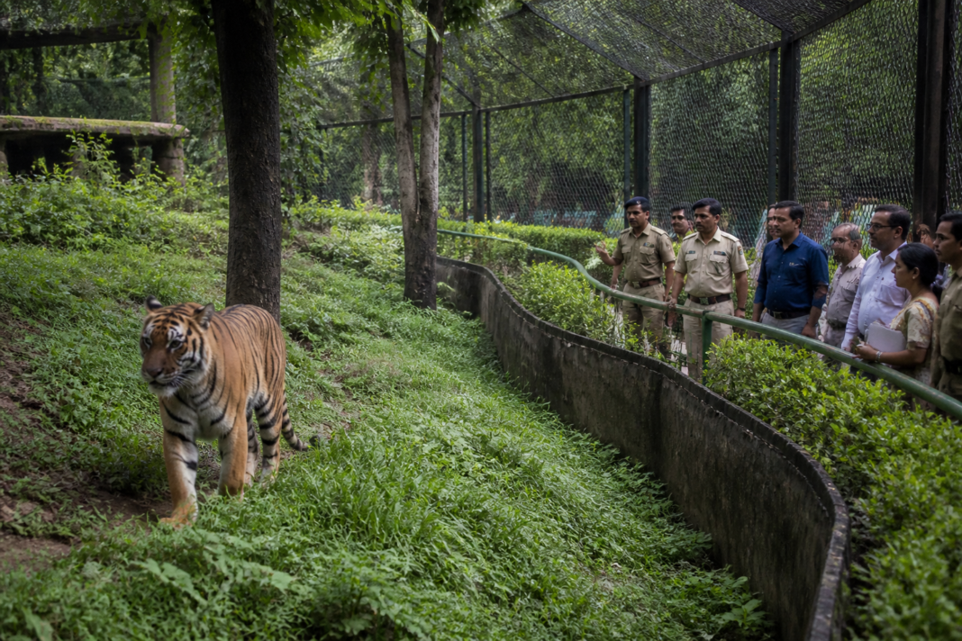 Alipore Zoo animal welfare inspection involving a tiger in its enclosure in Kolkata