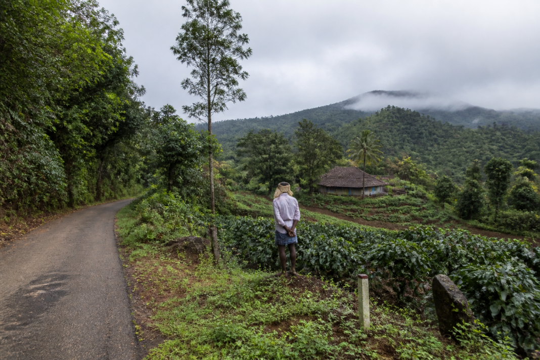 Kasturirangan report Karnataka landscape near Sakleshpur with coffee farms and forested hills