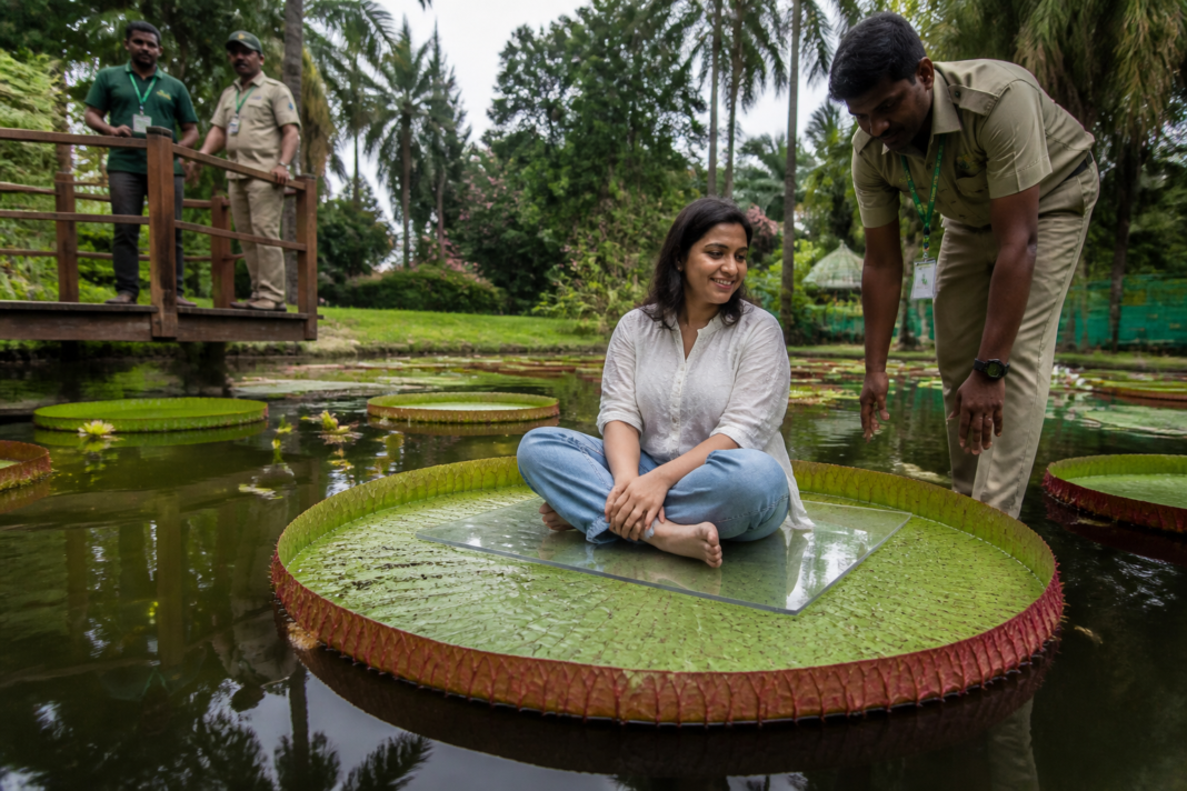 Victoria amazonica leaf at Indian Botanic Garden in Howrah with a supervised visitor seated on an acrylic board