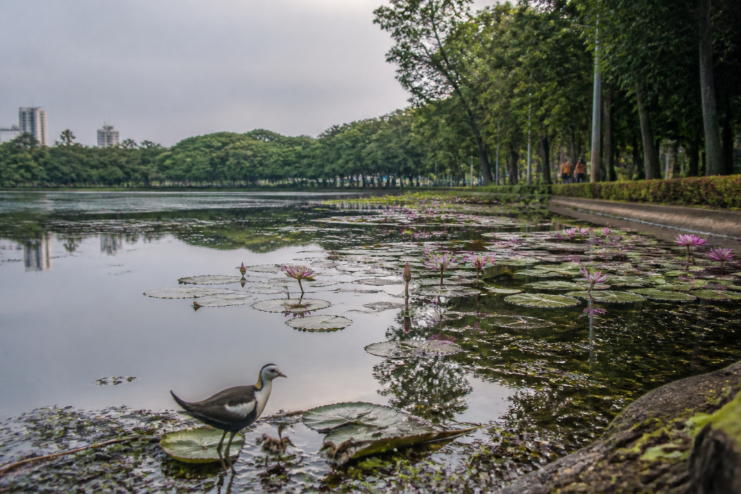 Rabindra Sarobar cleanup area with aquatic vegetation and waterbirds in Kolkata