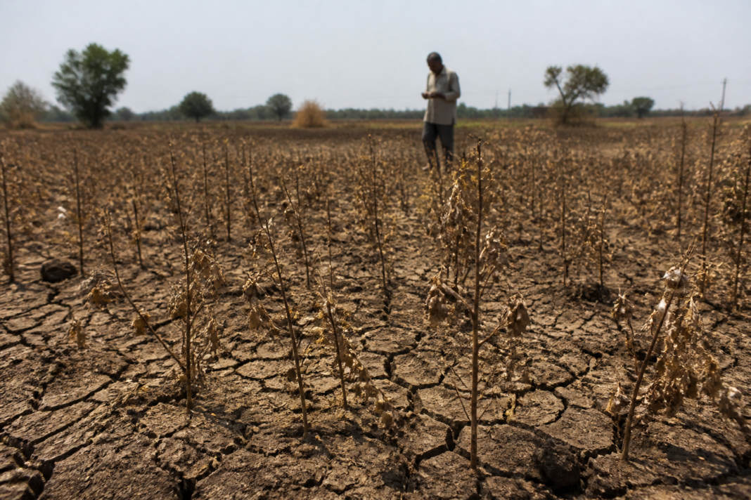 Maharashtra drought damaging wilted soybean and cotton crops in a farmer’s field