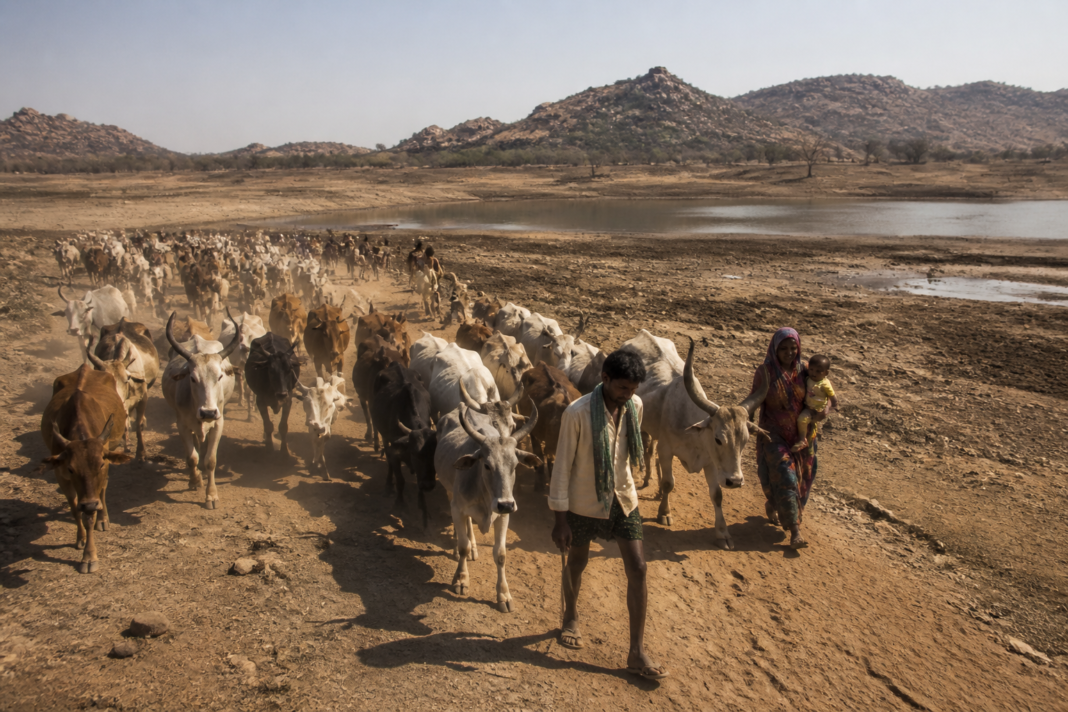 Livestock migration Karnataka: shepherds move cattle through a dry landscape in search of fodder and water.