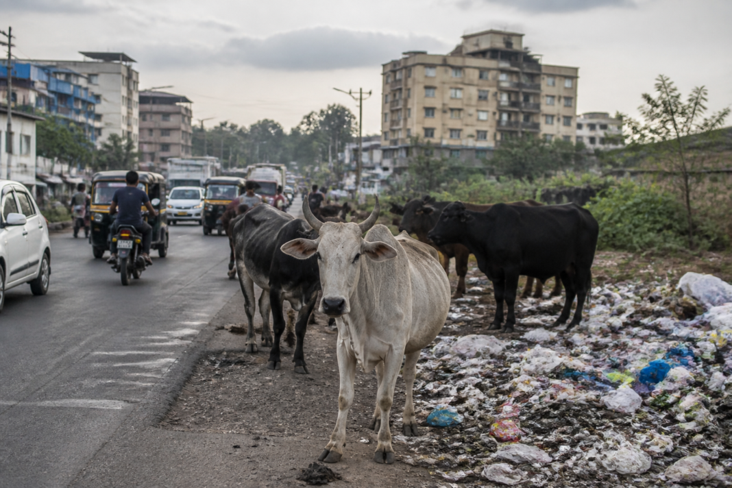 Vasai Virar stray cattle standing on an urban road near traffic and buildings