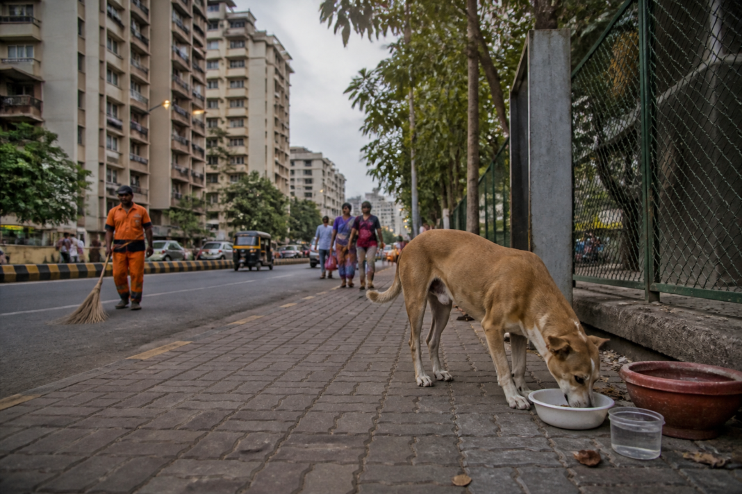 Mira Bhayandar stray dog feeding fine review involving community dogs near a municipal street