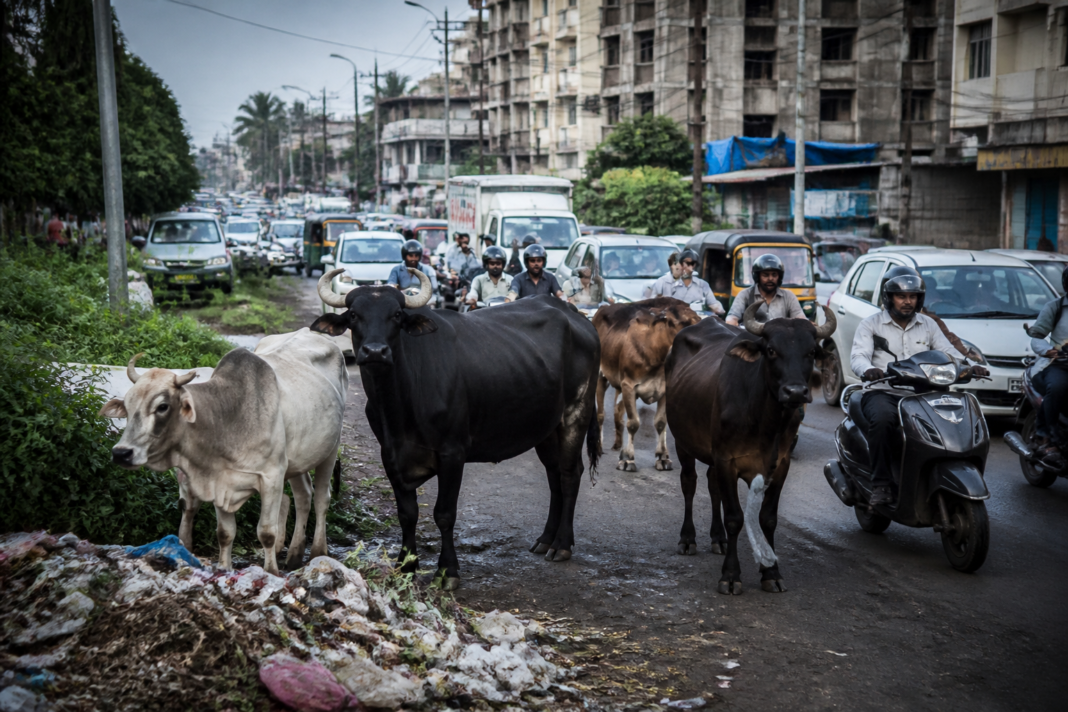 Vasai-Virar stray cattle standing on an urban road beside moving traffic