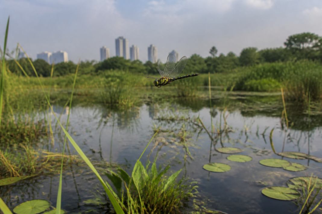 Dragonfly habitat at Delhi biodiversity parks, with a pond and wetland vegetation