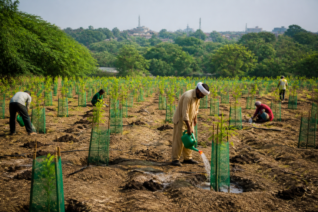 Delhi sapling plantation in the Ridge landscape with young trees and urban greenery