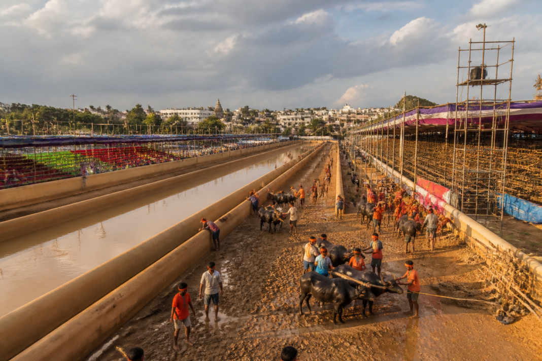 Mysuru Kambala track prepared for buffalo pairs and large crowds during the Dasara celebrations