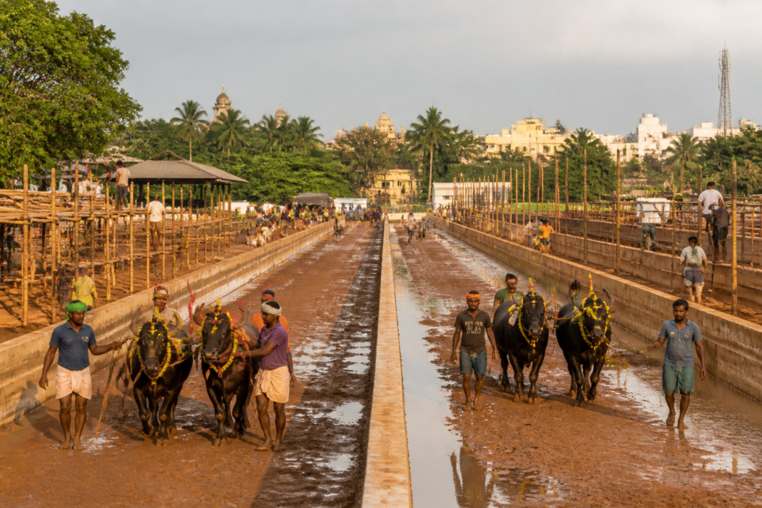 Mysuru Kambala racing tracks being prepared for the two-day buffalo race near Mysuru.