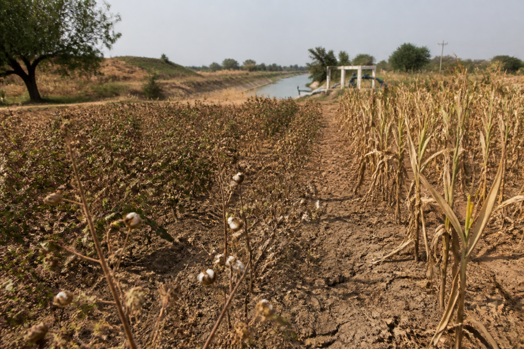 Palamuru crop loss affecting cotton and maize fields in Nagarkurnool, Telangana