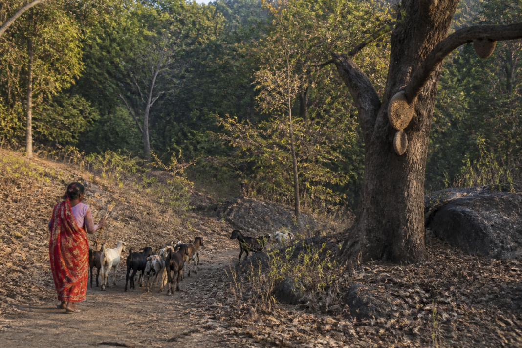 Jharkhand bee sting compensation story showing a forest-edge rural path near Palamu