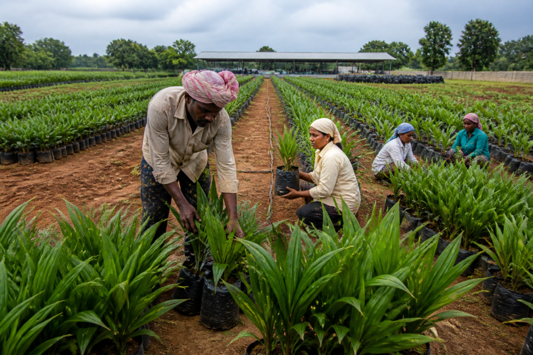 Oil palm cultivation Telangana with nursery saplings prepared for distribution to farmers