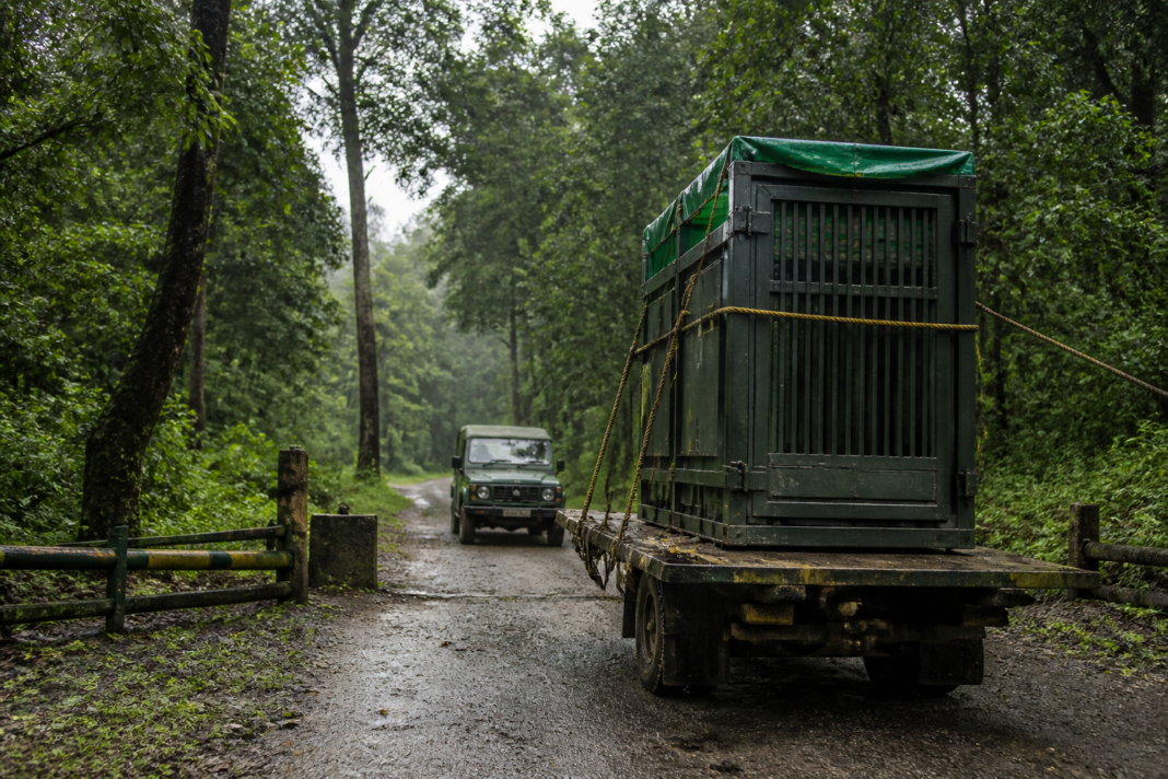 Buxa Tiger Reserve forest landscape ahead of a planned tigress release