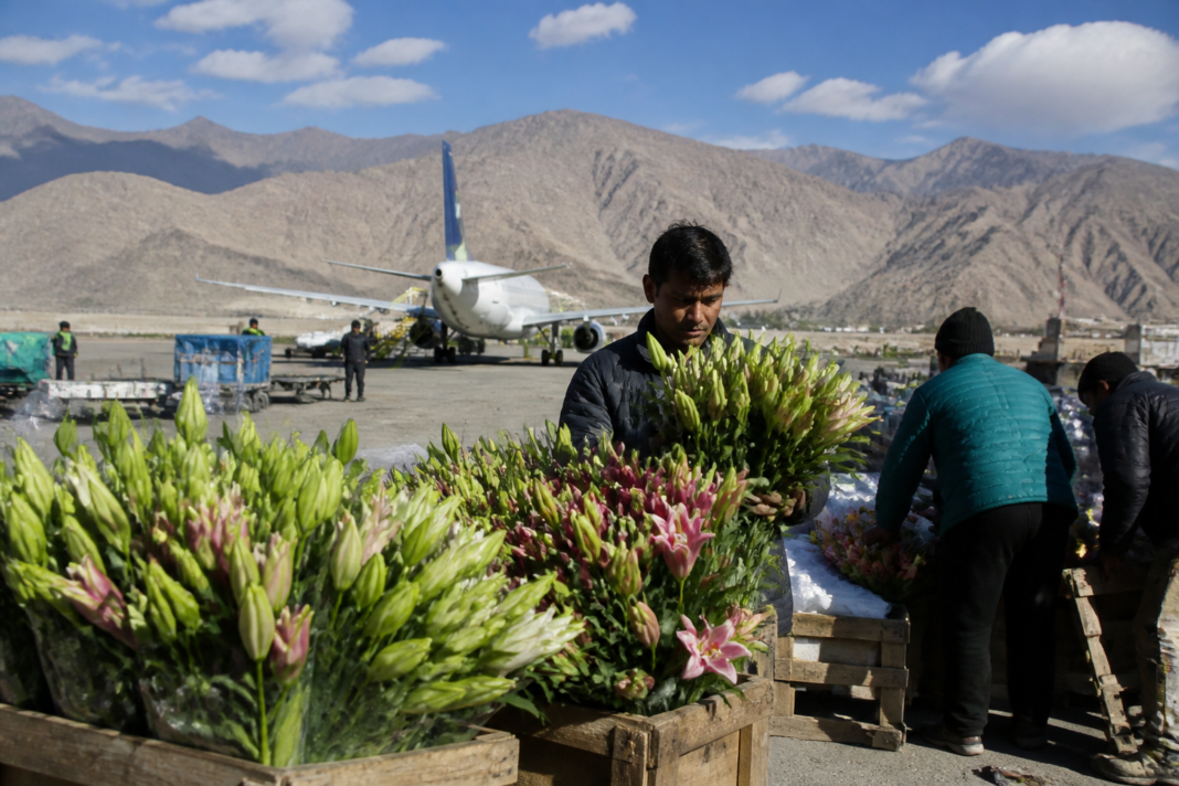 Ladakh floriculture fields with blooming liliums near Leh in the Himalayan landscape