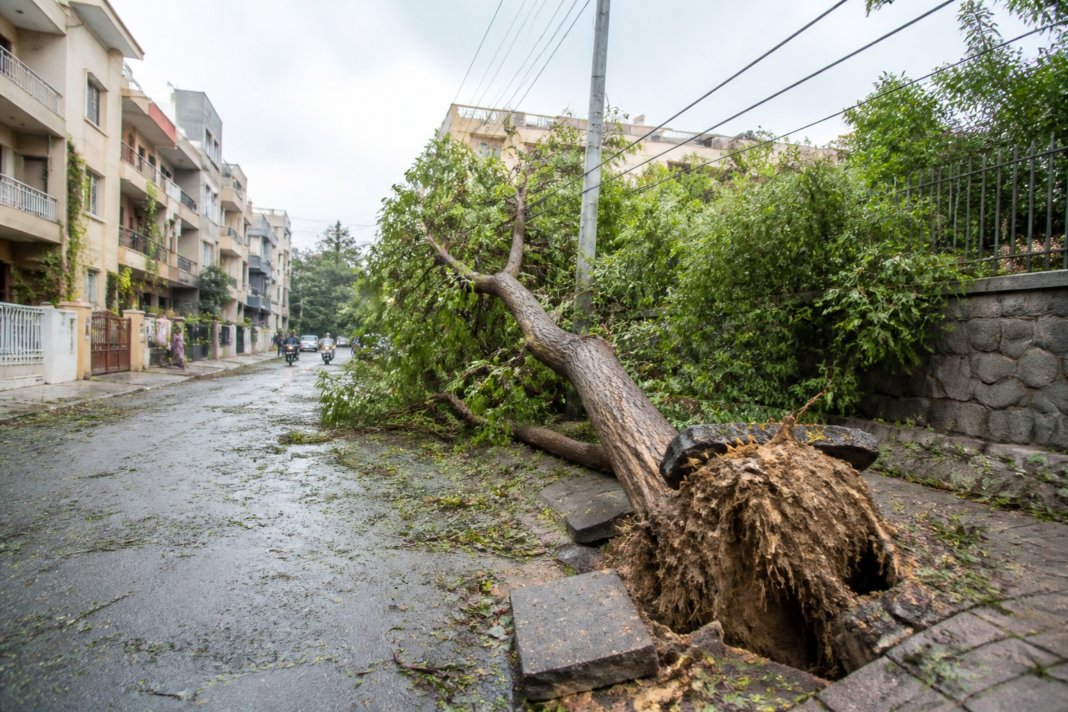 Delhi tree plantation order dispute involving a fallen neem tree in Rohini