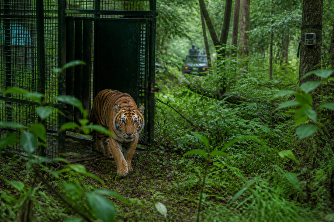 Buxa Tiger Reserve tigress release preparations in a forest enclosure