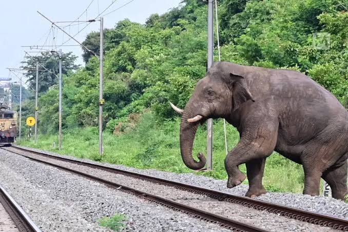 Slar Railing Solar Elephant Fence to Cover 18.5 Km in Kerala