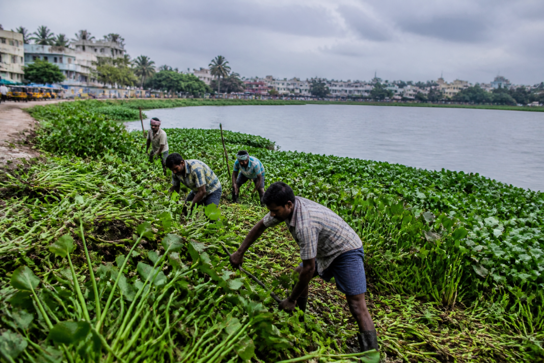 Pallavaram Periya Eri restoration workers clearing water hyacinth from a Chennai lake