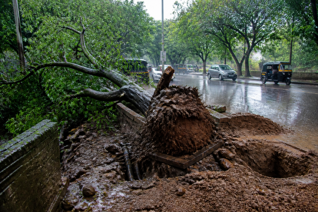 Aarey tree falls beside a Mumbai road after heavy rain and utility excavation