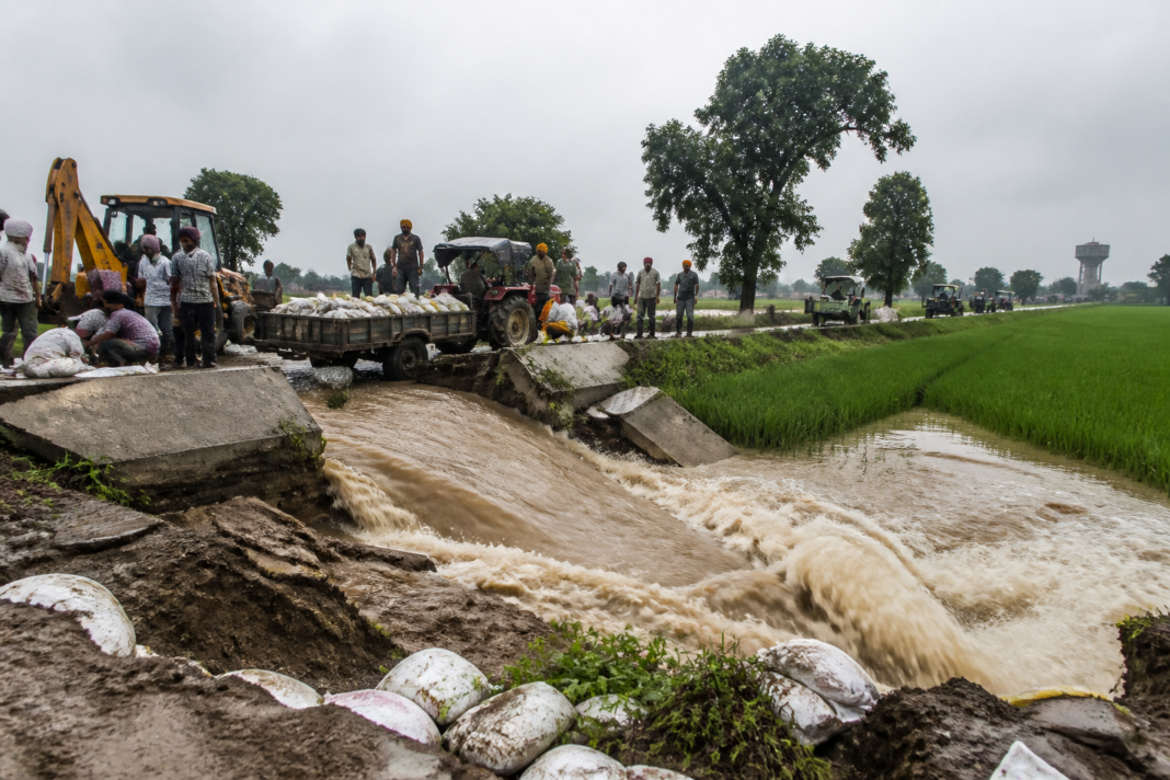 Sangrur canal breach flooding paddy fields near Ugrahan and Nilowal villages