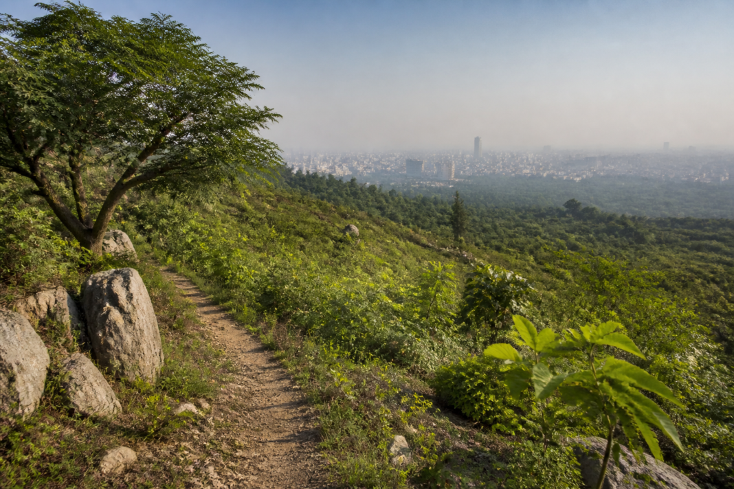 Northern Ridge reserved forest landscape in Delhi with trees and rocky Aravalli terrain